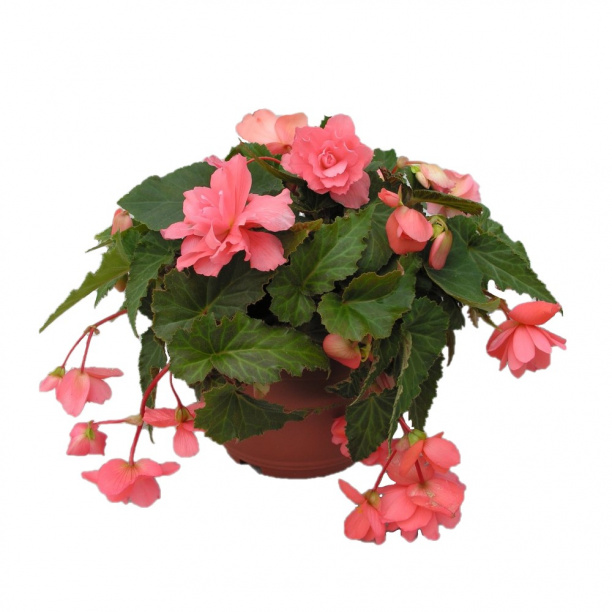 Бегония ампельная d12 см от магазина ЛесКонПром.ру