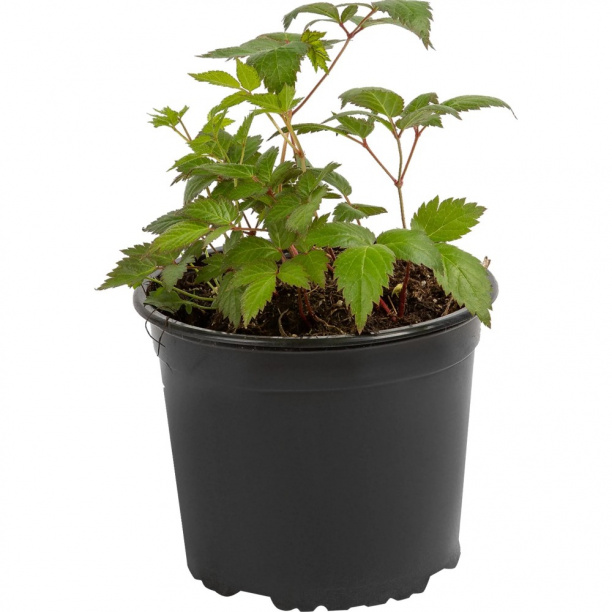 Астильба микс d15 см от магазина ЛесКонПром.ру