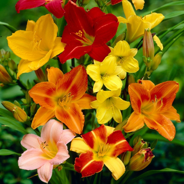 Лилейник d18 см от магазина ЛесКонПром.ру