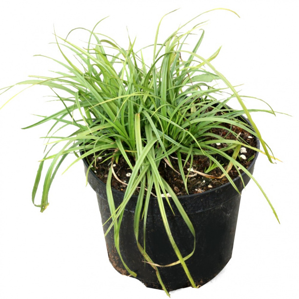 Осока d17 см от магазина ЛесКонПром.ру