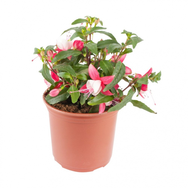 Фуксия d12 см от магазина ЛесКонПром.ру