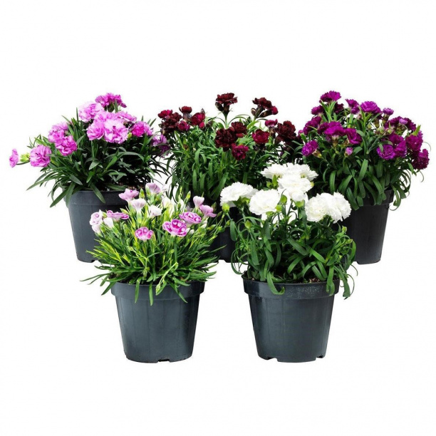 Гвоздика микс d9 см от магазина ЛесКонПром.ру