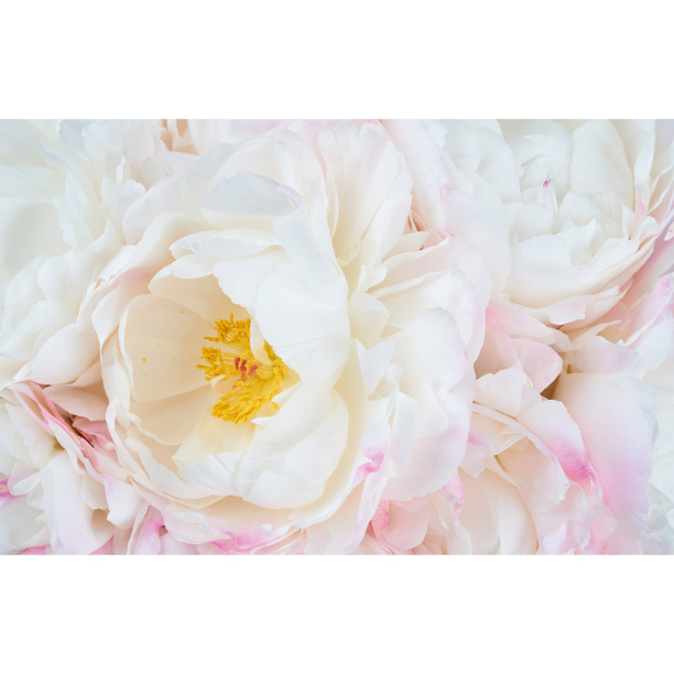 Фотообои флизелиновые Белые пионы 200х130 см от магазина ЛесКонПром.ру