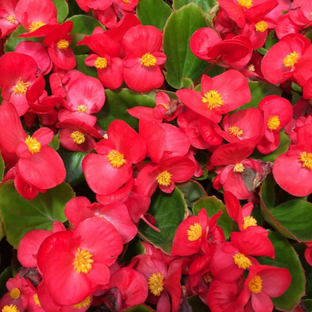 Бегония вечноцветущая от магазина ЛесКонПром.ру