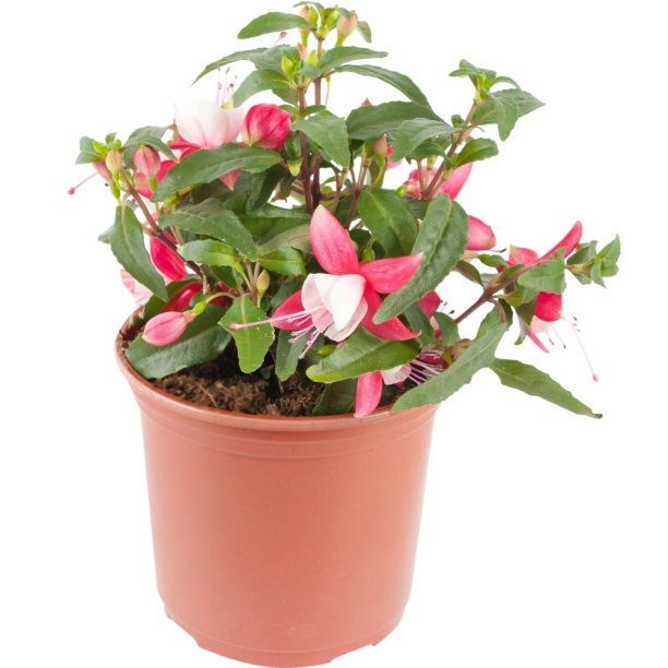 Фуксия d11 см микс от магазина ЛесКонПром.ру