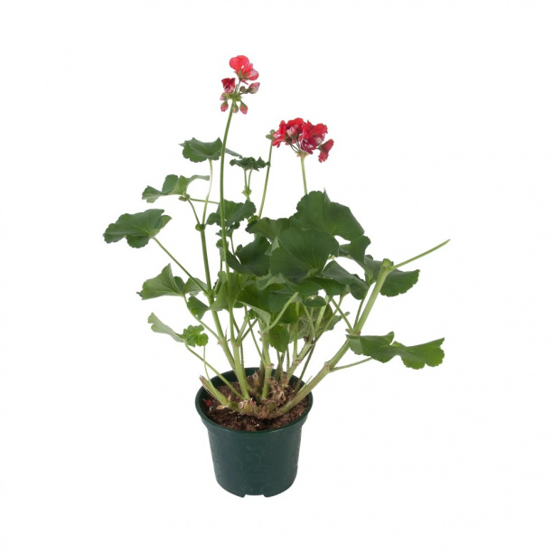 Пеларгония d12 см от магазина ЛесКонПром.ру