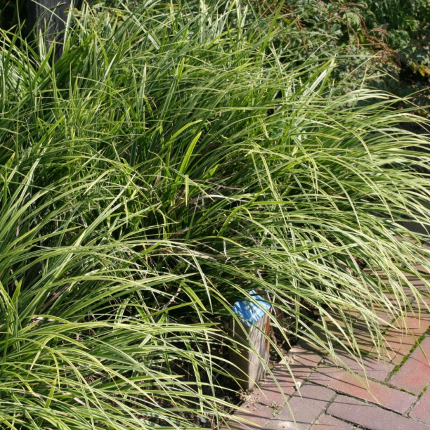 Осока d17 см от магазина ЛесКонПром.ру