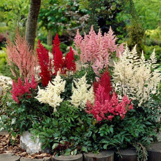 Астильба микс d15 см от магазина ЛесКонПром.ру