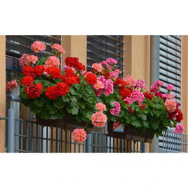 Пеларгония d12 см от магазина ЛесКонПром.ру