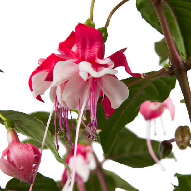 Фуксия d15 см от магазина ЛесКонПром.ру