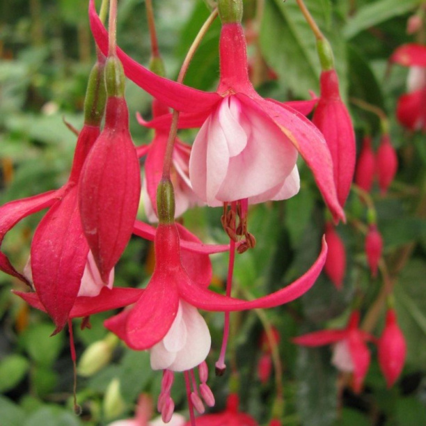 Фуксия d11 см микс от магазина ЛесКонПром.ру