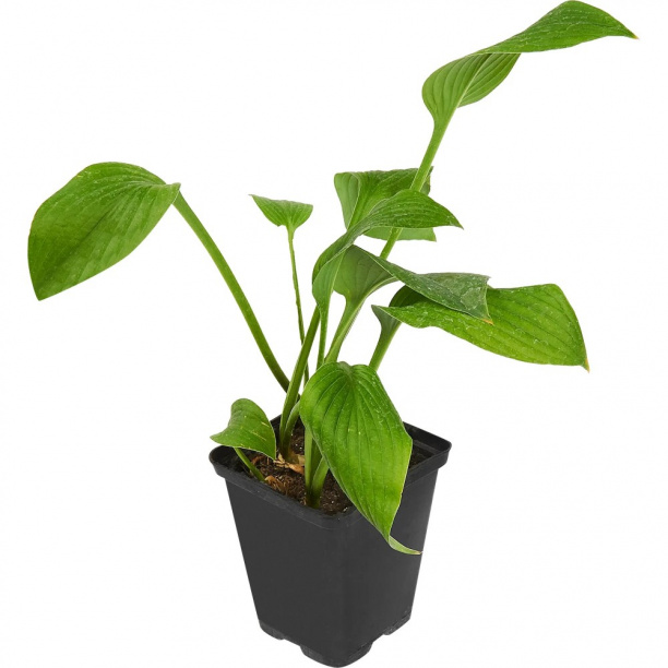 Хоста микс d10 см от магазина ЛесКонПром.ру