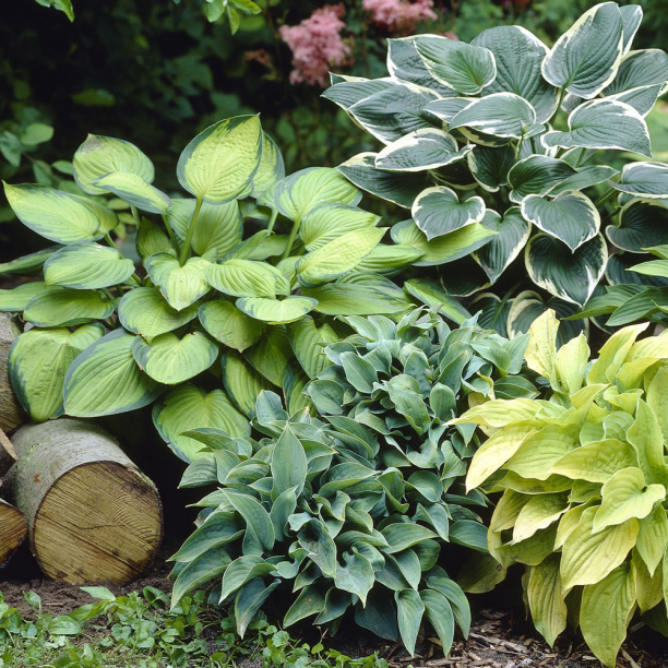 Хоста микс d10 см от магазина ЛесКонПром.ру