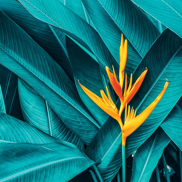 Декопанно Тропический цветок 50х70 см от магазина ЛесКонПром.ру