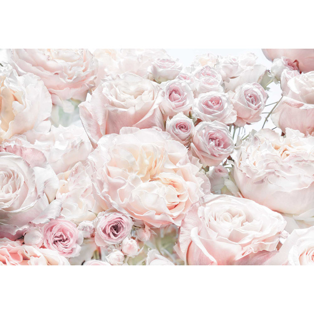 Фотообои бумажные KOMAR Весенние розы 368х254 см от магазина ЛесКонПром.ру