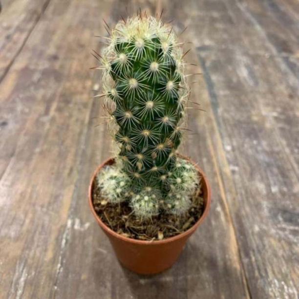 Маммилярия Элонгата d5,5 см от магазина ЛесКонПром.ру