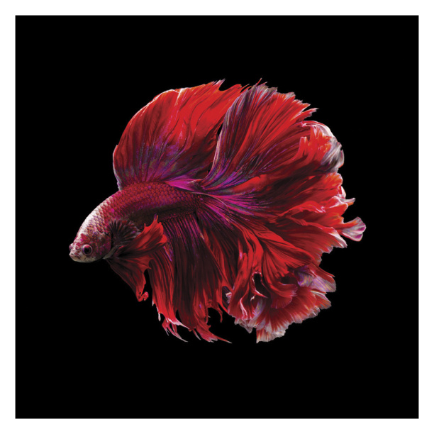 Декопанно 40х50 см Модель Золото 2 от магазина ЛесКонПром.ру