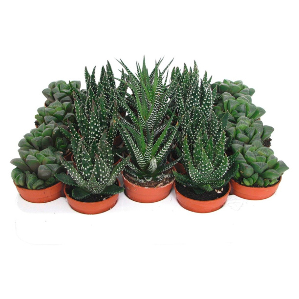 Алоэ Вариегата d5 см от магазина ЛесКонПром.ру