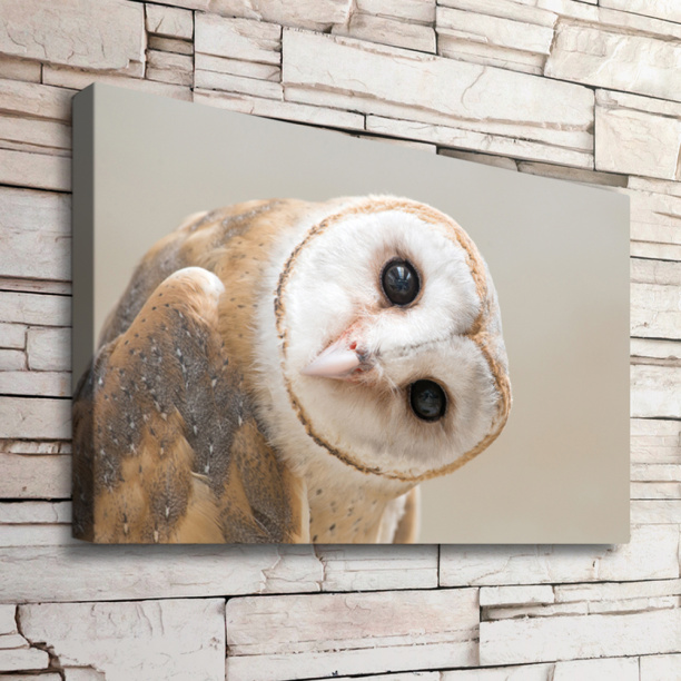 Канвас Любопытная сова 60х90 см от магазина ЛесКонПром.ру