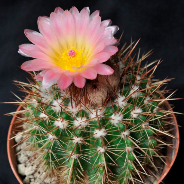 Нотокактус d14 см от магазина ЛесКонПром.ру