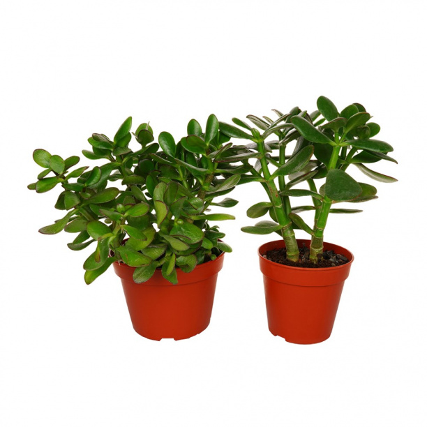 Толстянка микс d13 см от магазина ЛесКонПром.ру