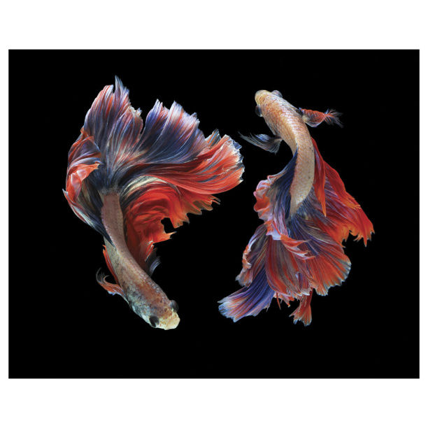 Картина на стекле Рыбки №83, 40х50 см от магазина ЛесКонПром.ру