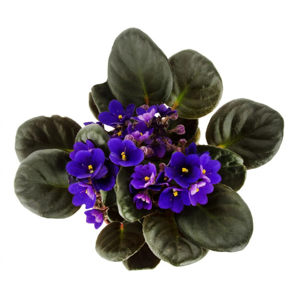 Фиалка микс d12 см от магазина ЛесКонПром.ру