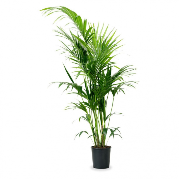 Ховея Форстериана d21 см h140 см от магазина ЛесКонПром.ру