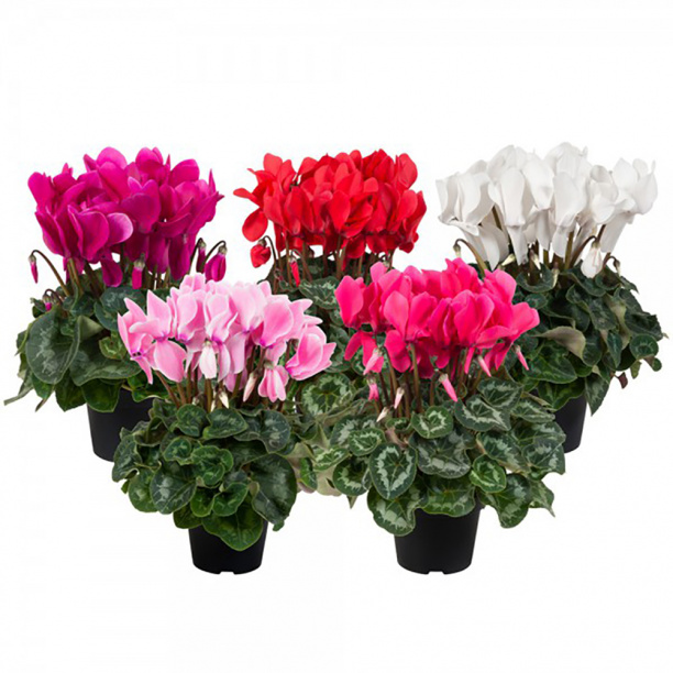 Цикламен d11 см от магазина ЛесКонПром.ру