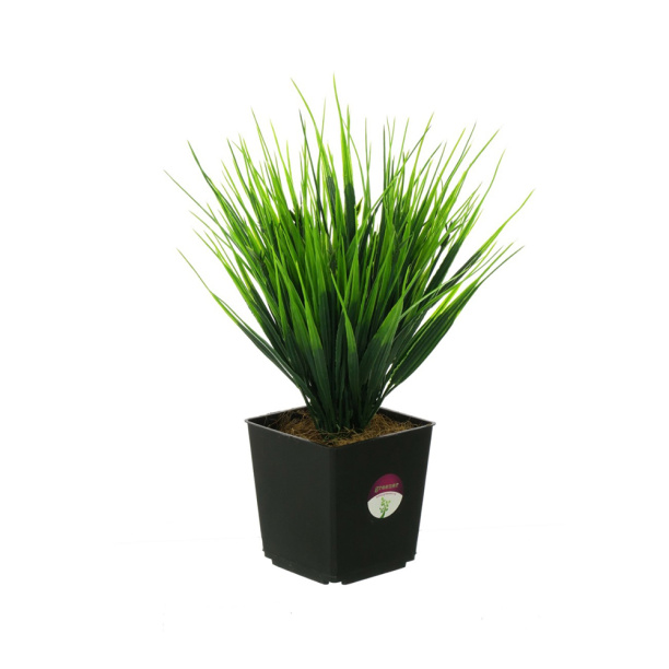 Лиана Плющ длина 230 см от магазина ЛесКонПром.ру