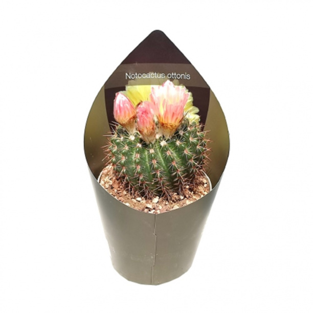 Нотокактус d14 см от магазина ЛесКонПром.ру