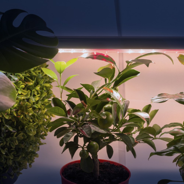 Светильник для растений линейный Эра 18 Вт LED Т5 полный спектр от магазина ЛесКонПром.ру