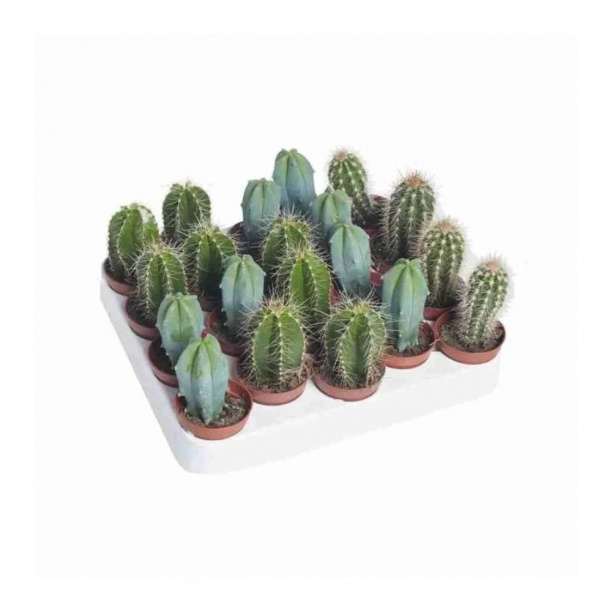 Кактус Зуил микс d5 см от магазина ЛесКонПром.ру