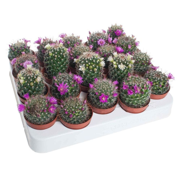 Маммиллярия микс d5 см от магазина ЛесКонПром.ру