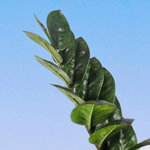 Замиокулькас Равен d15 см от магазина ЛесКонПром.ру