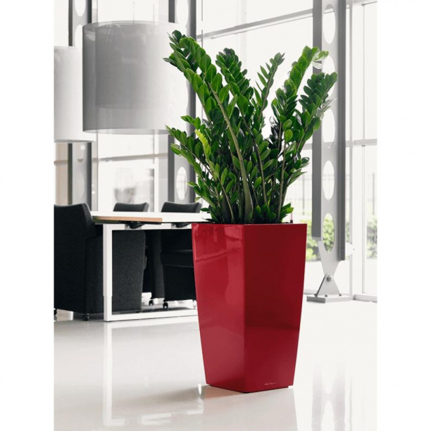 Замиокулькас d17 см h55 см от магазина ЛесКонПром.ру