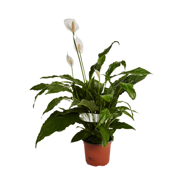 Спатифиллум d17 см h75 см от магазина ЛесКонПром.ру