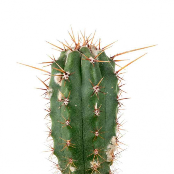 Кактус микс d5 см 7цветов от магазина ЛесКонПром.ру