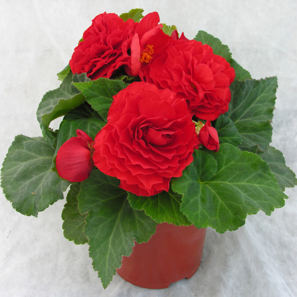 Бегония клубневая d11 см от магазина ЛесКонПром.ру