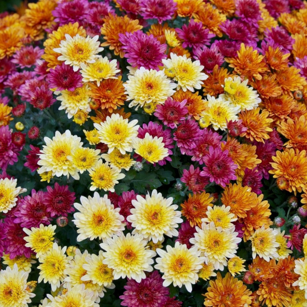 Хризантема индийская микс d13 см от магазина ЛесКонПром.ру