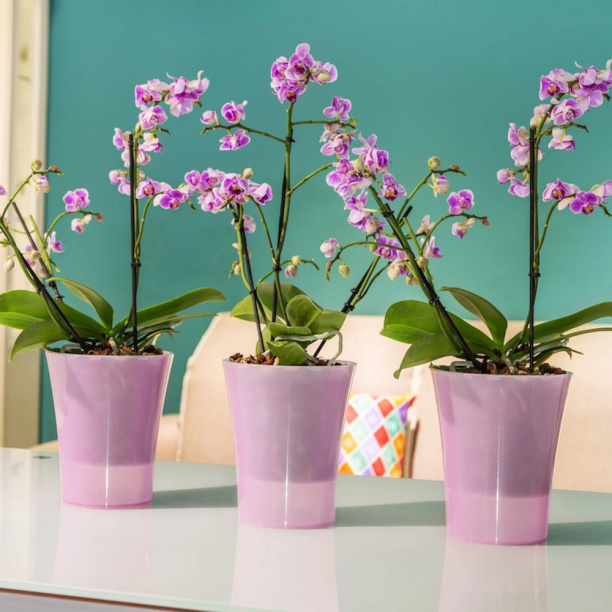 Кашпо для орхидей пластиковое Арте-Дея розовое d16,5 см h15 см 2 л от магазина ЛесКонПром.ру