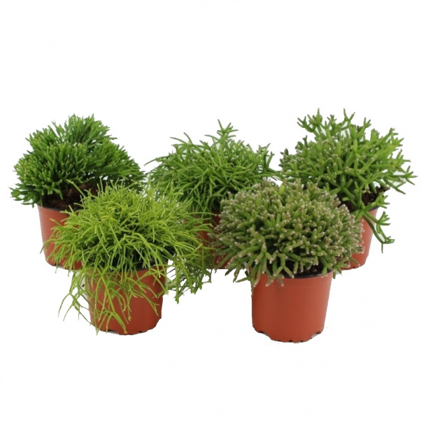 Рипсалис d10,5 см от магазина ЛесКонПром.ру