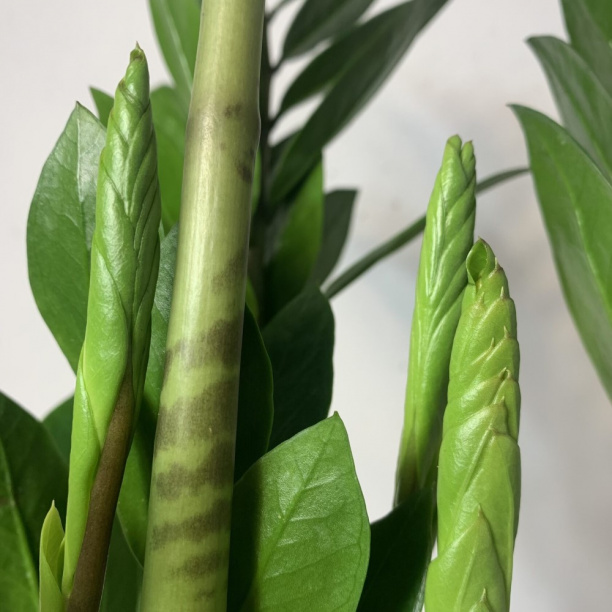 Замиокулкас Зензи d7 см от магазина ЛесКонПром.ру