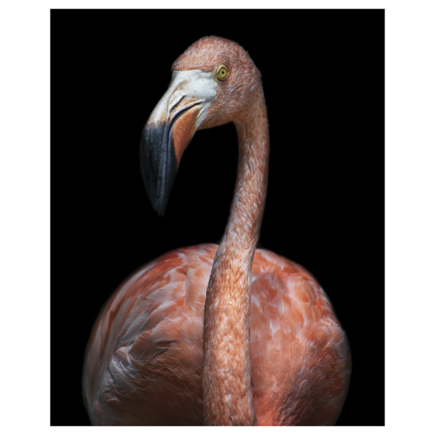 Картина на стекле Фламинго №89, 40х50 см от магазина ЛесКонПром.ру