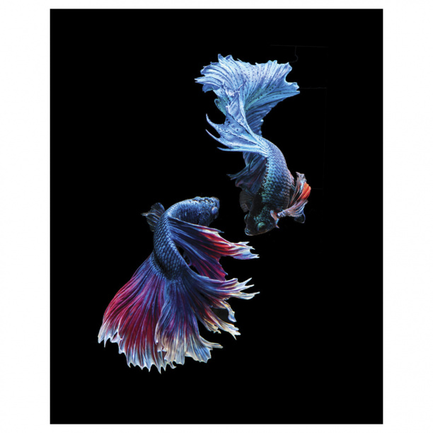 Картина на стекле Рыбки №85, 40х50 см от магазина ЛесКонПром.ру