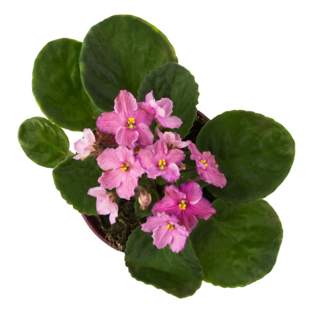 Фиалка микс d12 см от магазина ЛесКонПром.ру