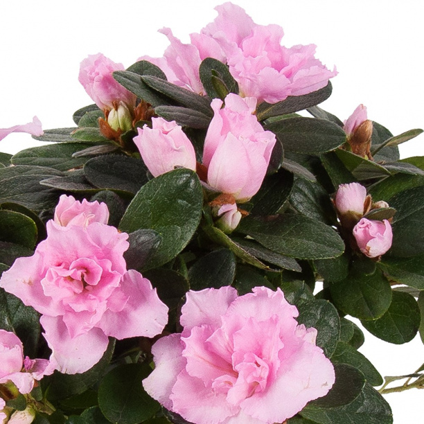 Азалия Индика микс d12 см от магазина ЛесКонПром.ру