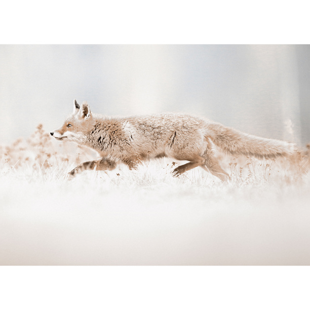 Канвас Лиса 50х70 см от магазина ЛесКонПром.ру