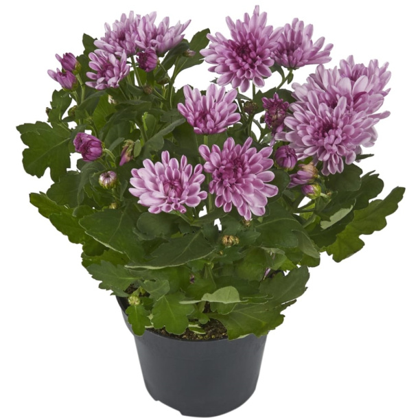 Хризантема индийская микс d13 см от магазина ЛесКонПром.ру