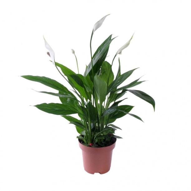 Спатифиллум d12/13 см от магазина ЛесКонПром.ру